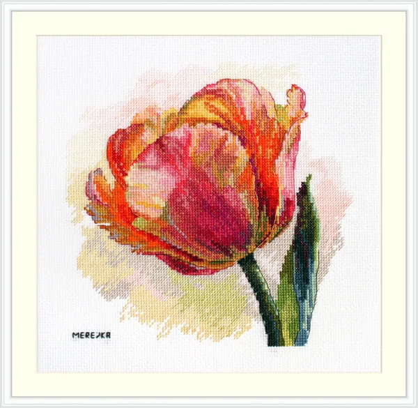 Tulipan papuzi